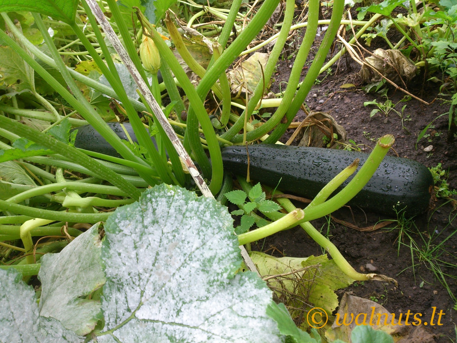 Cukinija | Zucchini