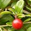 Bruknė | Lingonberry | Preiselbeere