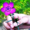 Floroterapija – gydymas gėlėmis