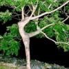 Dendroterapija - gydymas medžiais